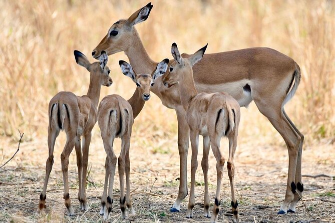 3 Days Nyerere National Park Safari (Selous Game Reserve) - Five things to know before booking