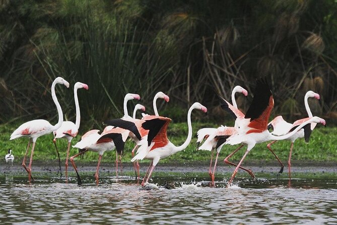 3 Days Nyerere National Park Safari (Selous Game Reserve) - Why this three-day safari works well
