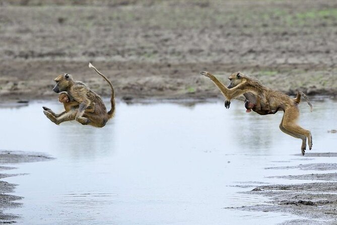 3 Days Nyerere National Park Safari (Selous Game Reserve) - A full ten-hour game drive in Nyerere
