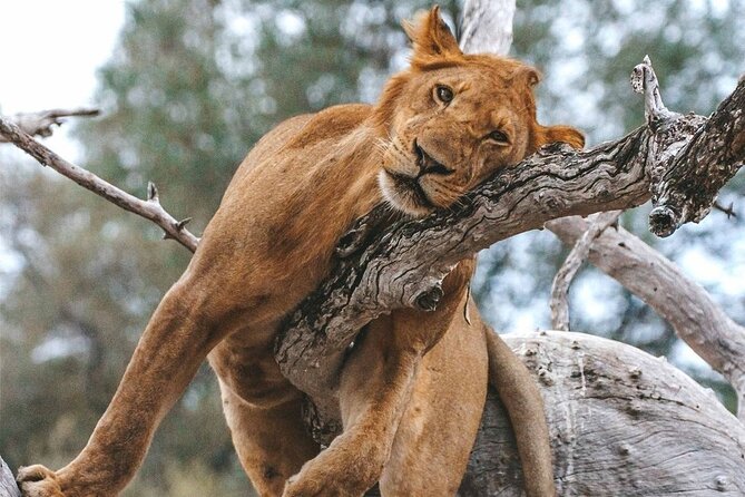3 Days Nyerere National Park Safari (Selous Game Reserve) - Service, communication, and the vehicle question
