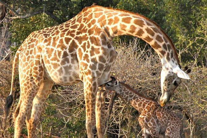 3 Days Nyerere National Park Safari (Selous Game Reserve) - Who should book this Nyerere trip?