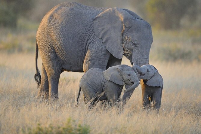 3 Days Nyerere NP [Selous GR] Game, Walking and Boat - Key points at a glance