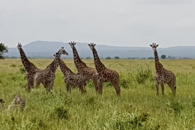 3 Days Nyerere NP [Selous GR] Game, Walking and Boat - Day 2: A full game drive with time beside the river