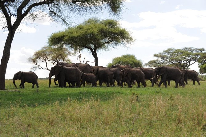 3 Days of Camping Bliss in Serengeti and Ngorongoro Crater - Day two: the main Serengeti wildlife day