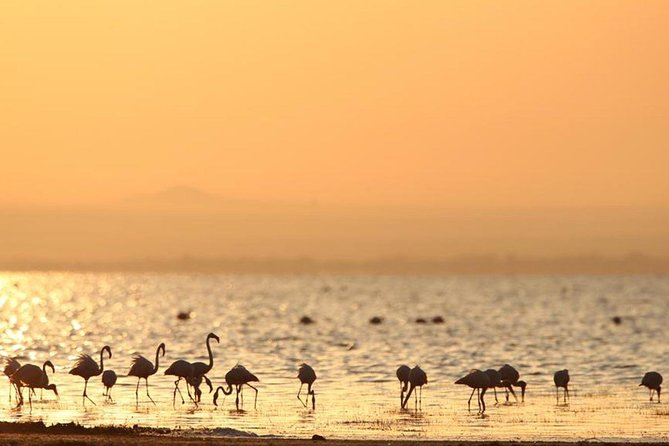 3 Days of Camping Bliss in Serengeti and Ngorongoro Crater - Day three: Ngorongoro Crater before the road back