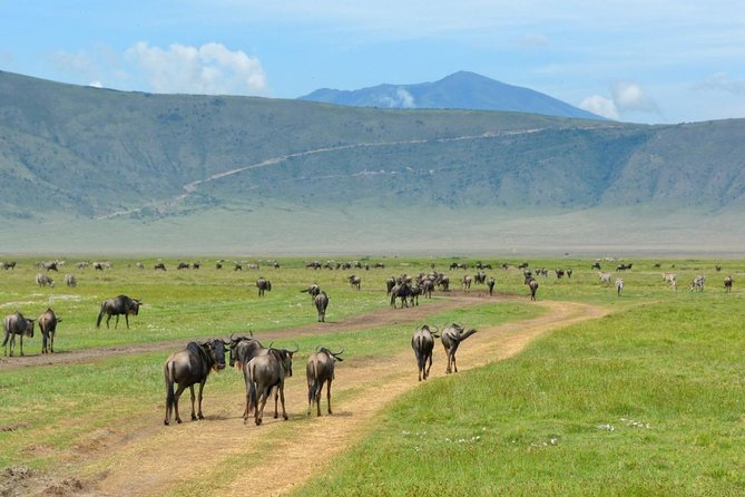 3 Days of Camping Bliss in Serengeti and Ngorongoro Crater - Camping, food, and what the price covers