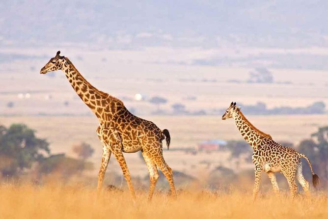 3 Days of Camping Bliss in Serengeti and Ngorongoro Crater - Day one: from Arusha to the Serengeti plains