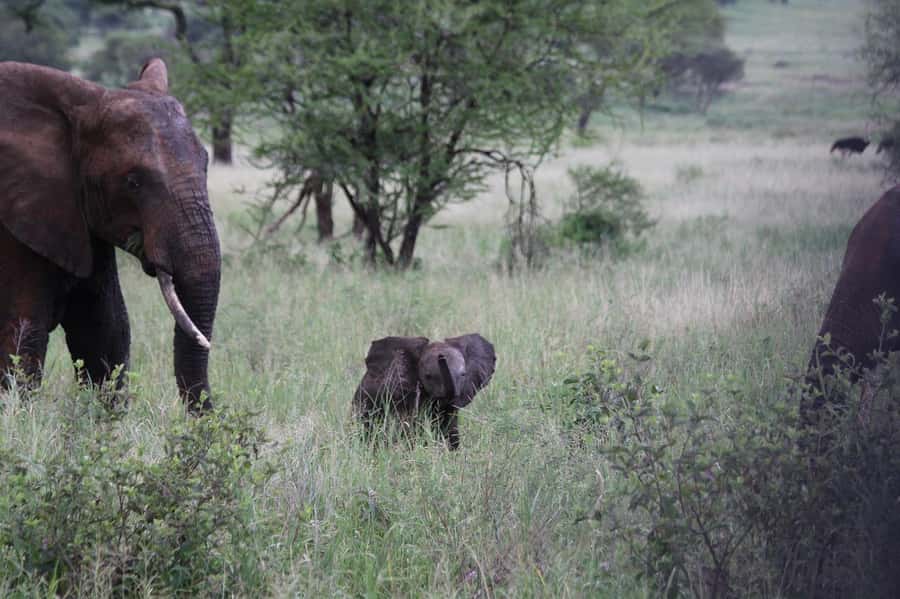 3-Days safari adventure to Mikumi N. Park from Dar-es-Salaam - Key points to know before booking