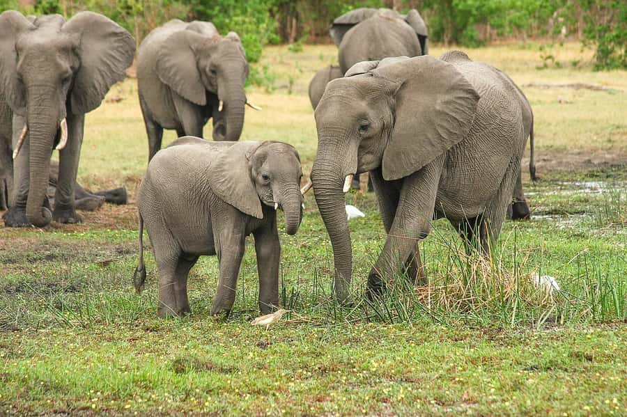 3-Days safari adventure to Mikumi N. Park from Dar-es-Salaam - FAQ