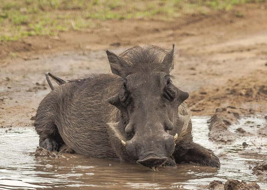 3-days safari from Dar-es-Salaam to Mikumi National Park - Why Mikumi makes sense from Dar es Salaam