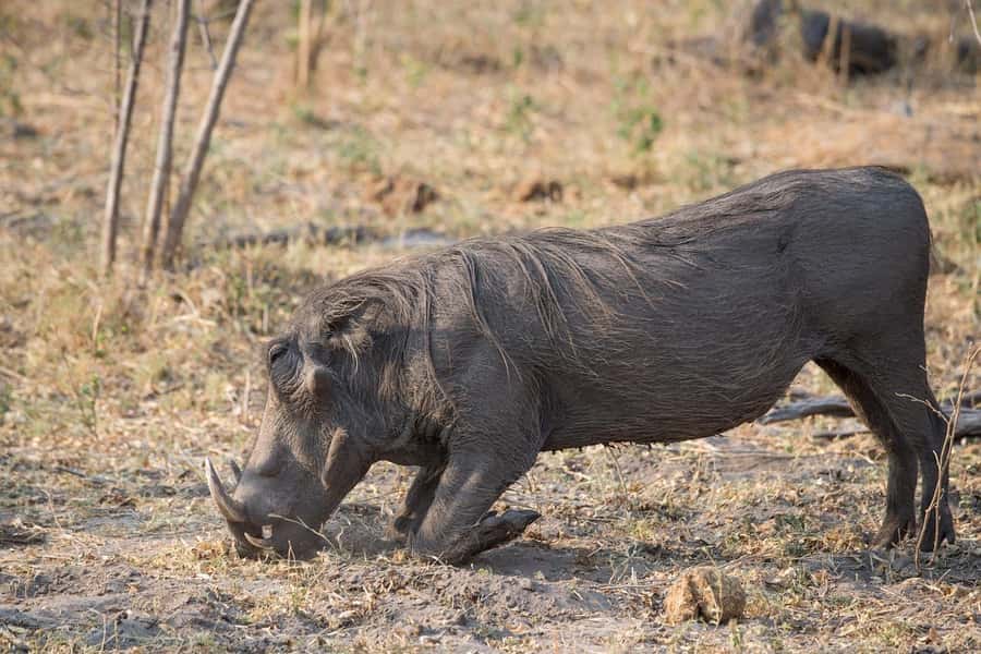 3-days safari from Dar-es-Salaam to Mikumi National Park - Day 2: A full day inside Mikumi National Park