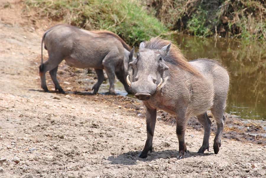 3-days safari from Dar-es-Salaam to Mikumi National Park - Booking advice and final verdict
