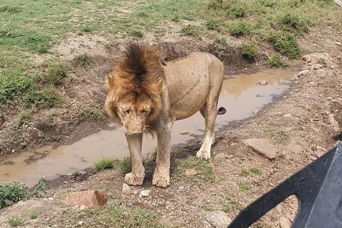 3 days safari in North- Ngorongoro, Tarangire, Mt. Oldeani - Day 1: Olduvai Gorge and the Ngorongoro area