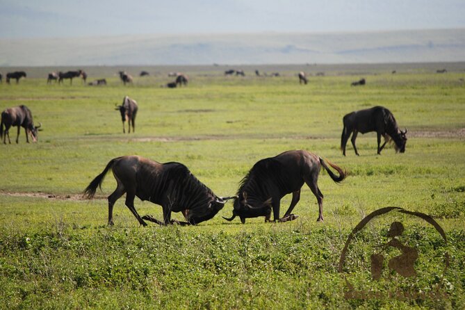 3 days safari in North- Ngorongoro, Tarangire, Mt. Oldeani - Day 3: Elephants and open space in Tarangire