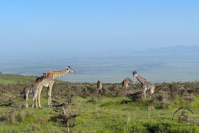 3 days safari in North- Ngorongoro, Tarangire, Mt. Oldeani - The guide and vehicle make the difference