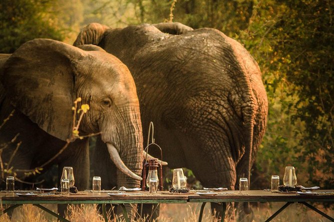 3 Days Safari - Mikumi National Park - Key points to know before booking