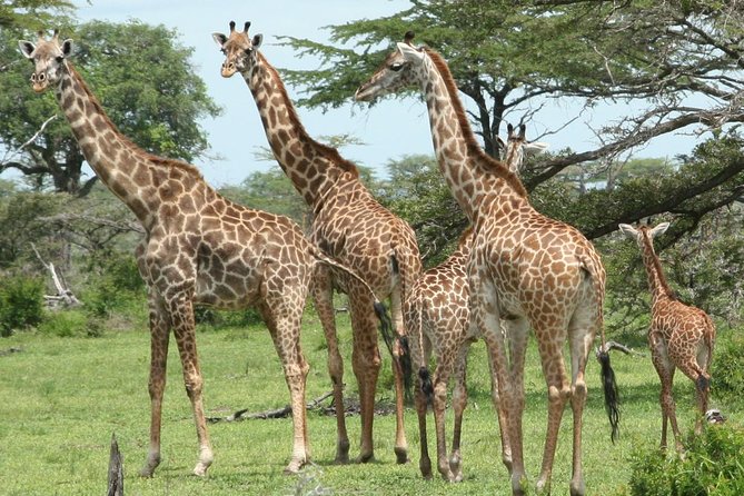 3 Days Safari - Mikumi National Park - The guide can make or break the safari