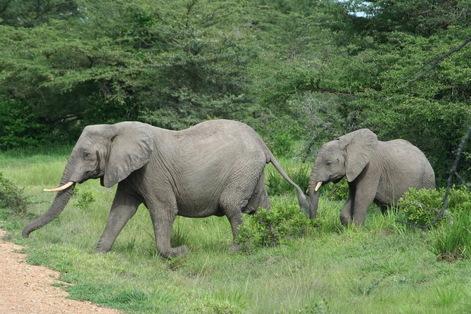 3 Days Safari - Mikumi National Park - Day two: the main wildlife day in Mikumi