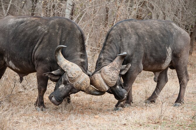 3 Days Safari Serengeti & Ngorongoro Crater - Day two: an early Serengeti drive and the move to Simba campsite
