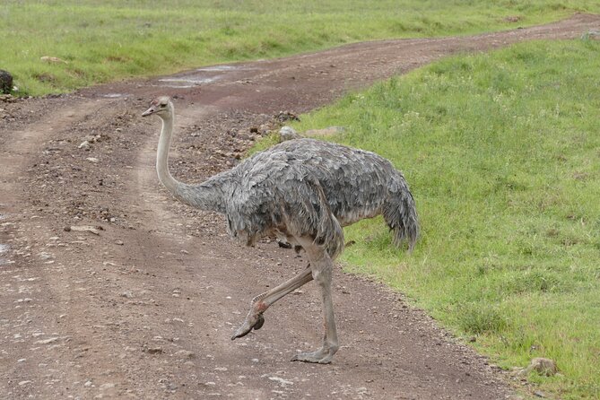 3 Days Safari Serengeti & Ngorongoro Crater - Day three: the 6:15 am descent into Ngorongoro Crater