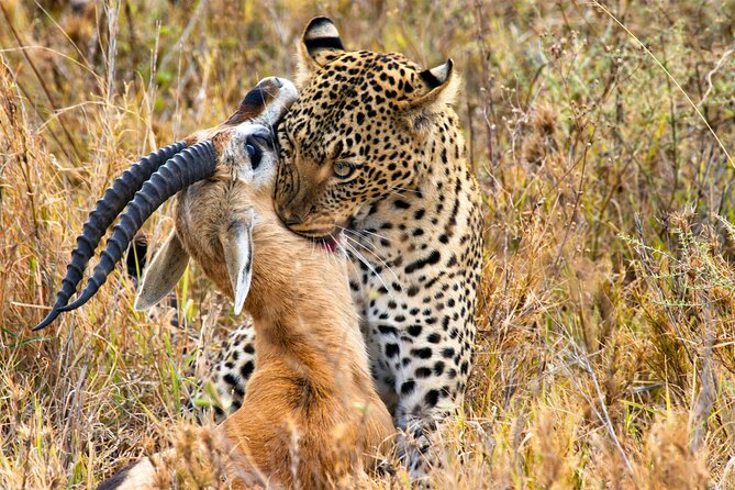 3 Days Safari Serengeti & Ngorongoro Crater - Group size, guiding, and the human side of the trip
