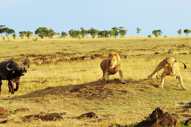 3 Days Safari Serengeti & Ngorongoro Crater - Who should book this safari?