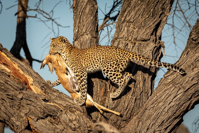 3 Days Safari Serengeti & Ngorongoro Crater - Serengeti game drives: space, patience, and lucky sightings