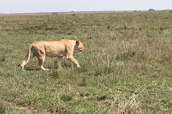 3 Days Safari Serengeti NP and Ngorongoro Crater - What $962 buys you on this safari