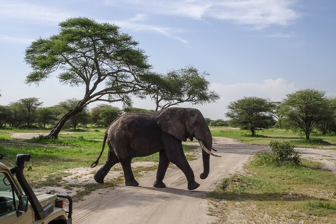 3 Days Safari Serengeti NP and Ngorongoro Crater - Day 3: six hours inside Ngorongoro Crater