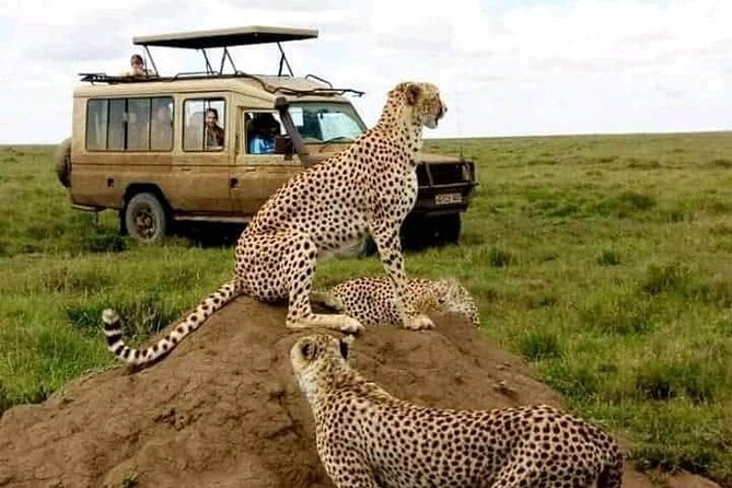 3 Days Safari Serengeti NP and Ngorongoro Crater - Camping, transport, and the real pace
