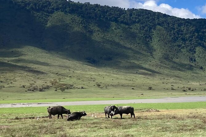 3 Days Safari Serengeti NP and Ngorongoro Crater - What the strongest praise tells you