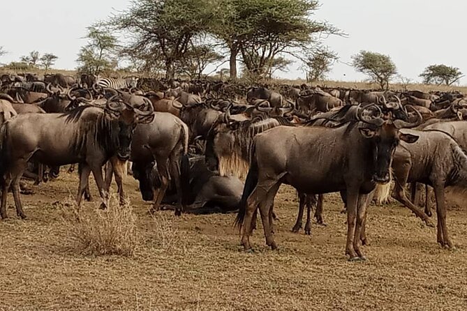 3 Days Safari Serengeti NP and Ngorongoro Crater - Who should book this three-day safari
