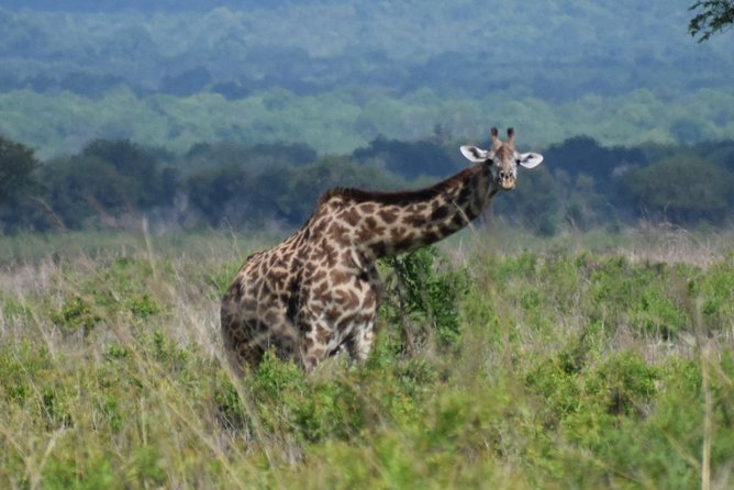 3 days safari to Mikumi and Udzungwa - Why this three-day route works