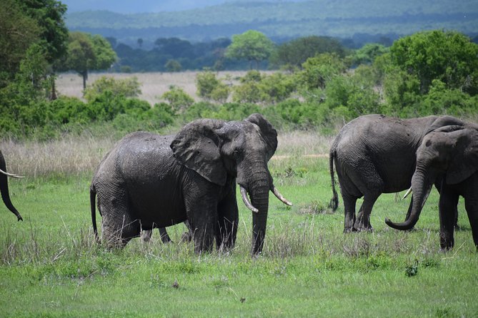 3 days safari to Mikumi and Udzungwa - Day one: the road from Dar es Salaam to Mikumi