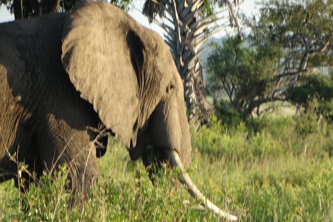 3 Days Safari to Mikumi NP - Accommodation Inside the Park - Why Mikumi works for a short Tanzania trip