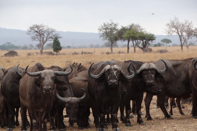 3 Days Safari to Mikumi NP - Accommodation Inside the Park - The vehicle, meals, and daily pace
