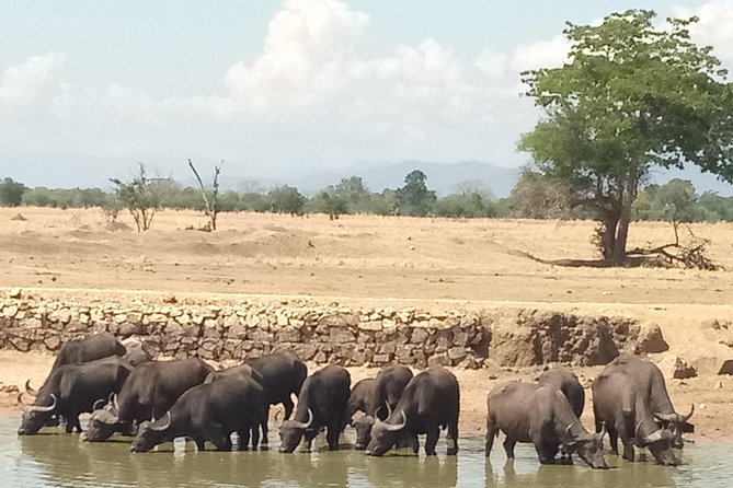3 Days Safari to Mikumi NP - Accommodation Inside the Park - Who will get the most from this safari?