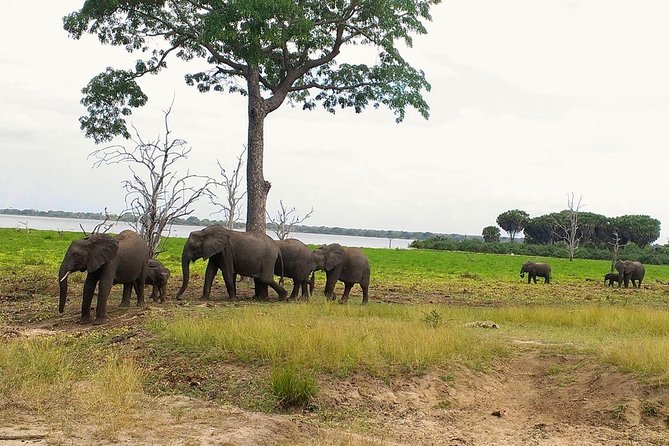 3 Days Safari to Nyerere National Park (Selous Game Reserve) - Key things to know before booking