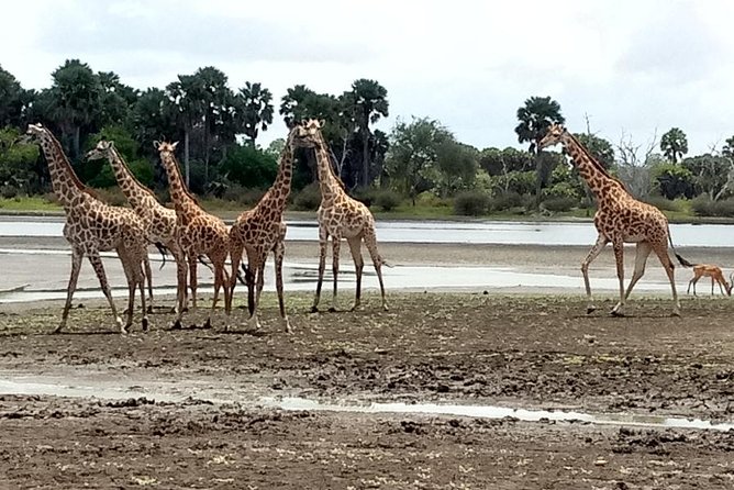 3 Days Safari to Nyerere National Park (Selous Game Reserve) - Day one: the long road from Dar es Salaam to the Rufiji River