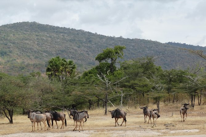 3 Days Safari to Nyerere National Park (Selous Game Reserve) - Lodge comfort, meals, and practical details