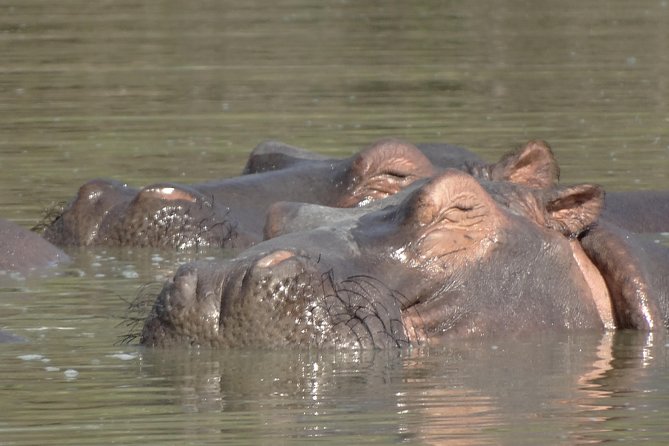 3 Days Safari to Nyerere National Park (Selous Game Reserve) - What the strongest praise tells you