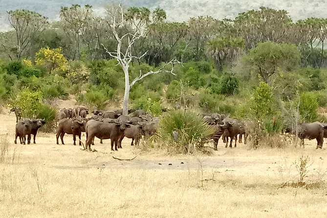 3 Days Safari to Nyerere National Park (Selous Game Reserve) - Day two: a full-day game drive from breakfast to sunset