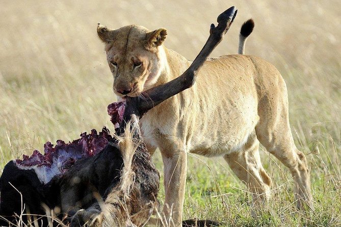 3 days safari to selous game reserve - Boat, vehicle, and walking safari: three different strengths