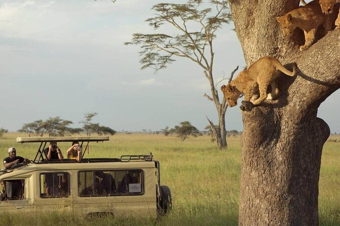 3 Days Safari to Serengeti National Park & Ngorongoro Crater in Tanzania - What $1,200 buys you in three days