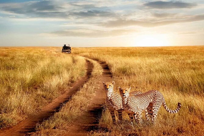 3 Days Safari to Serengeti National Park & Ngorongoro Crater in Tanzania - Day 2: early game viewing, Olduvai Gorge, and the crater rim