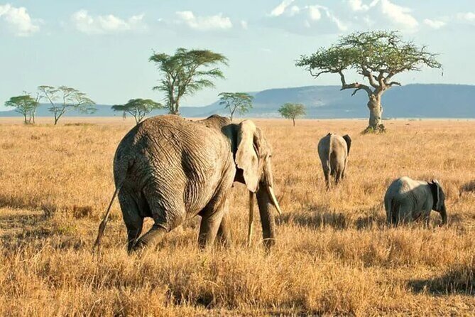 3 Days Safari to Serengeti National Park & Ngorongoro Crater in Tanzania - How the guides shape the experience