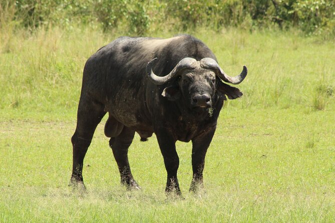 3 Days Safari Tour in Lake Manyara and Ngorngoro - Why this short safari works