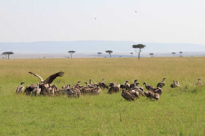 3 Days Safari Tour in Lake Manyara and Ngorngoro - Day 3: Descending more than 600 meters into Ngorongoro Crater