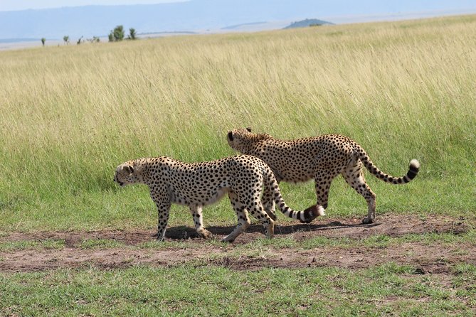 3 Days Safari Tour in Lake Manyara and Ngorngoro - Meals, lodging, and what is covered