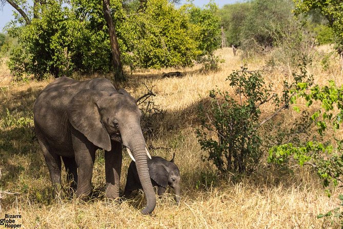 3 Days Selous Game Reserve Fly From Zanzibar - Key points to know before booking